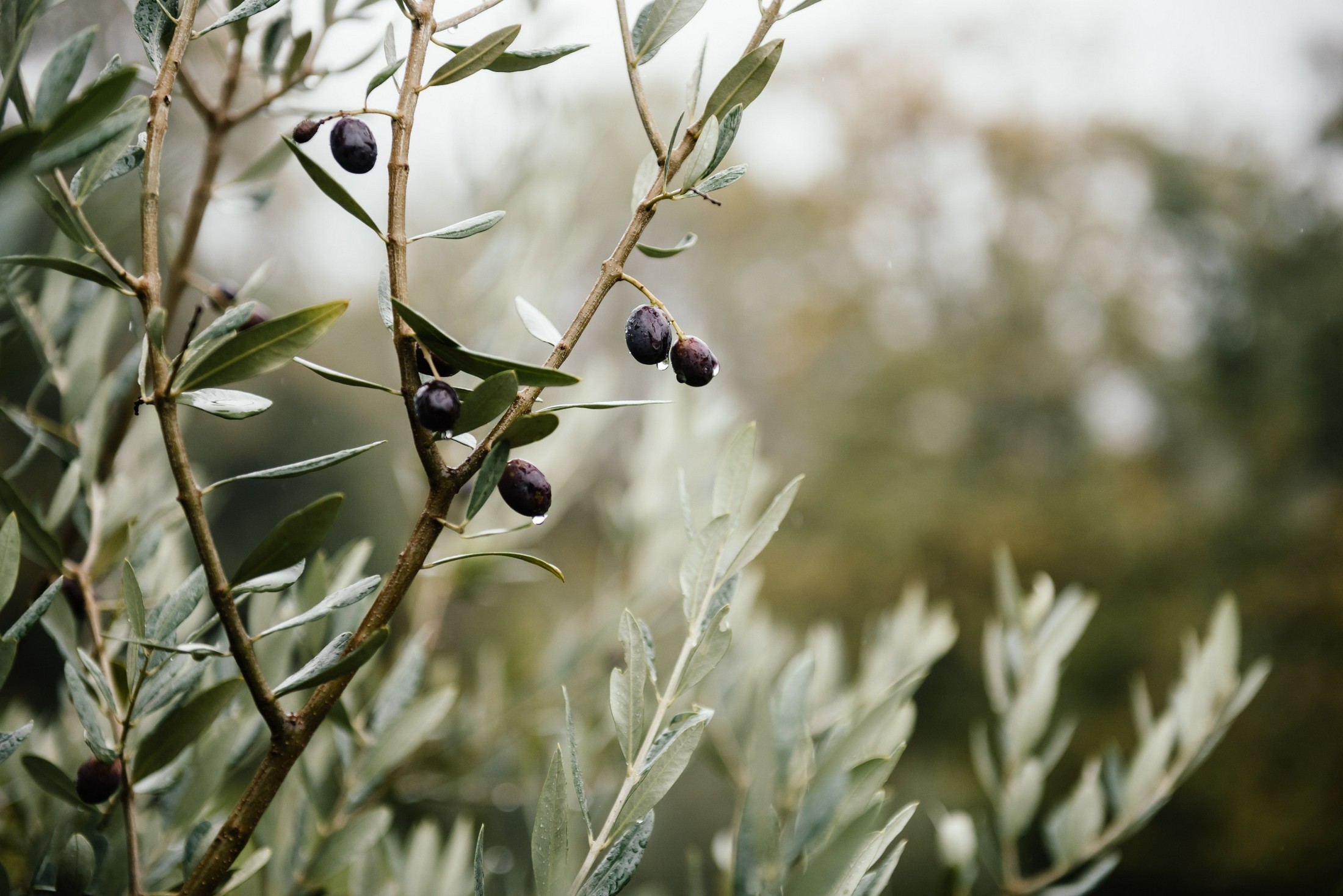 articulo extremadura
